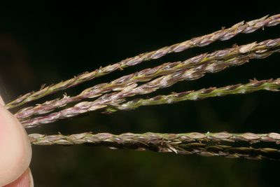 Digitaria eriantha, photographed by Kevin Faccenda