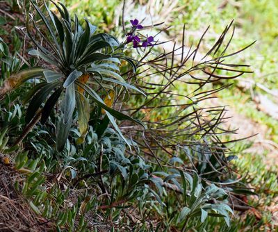 Matthiola incana, photographed by Alice Shanks