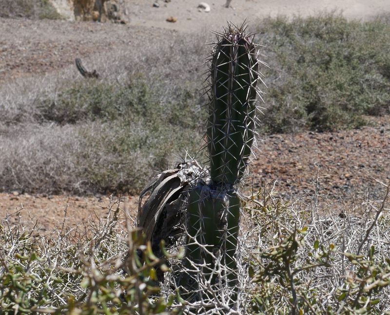 Stenocereus griseus, photographed by Luke Lythgoe