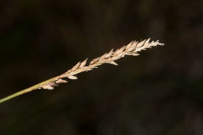 Sacciolepis indica, photographed by Kevin Faccenda