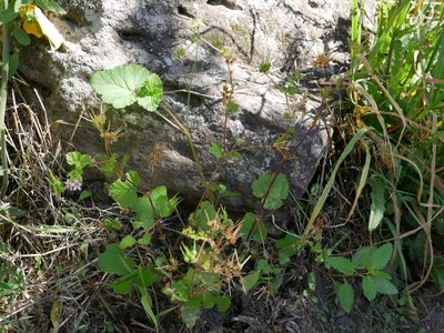 Pelargonium inodorum, photographed by Alice Shanks