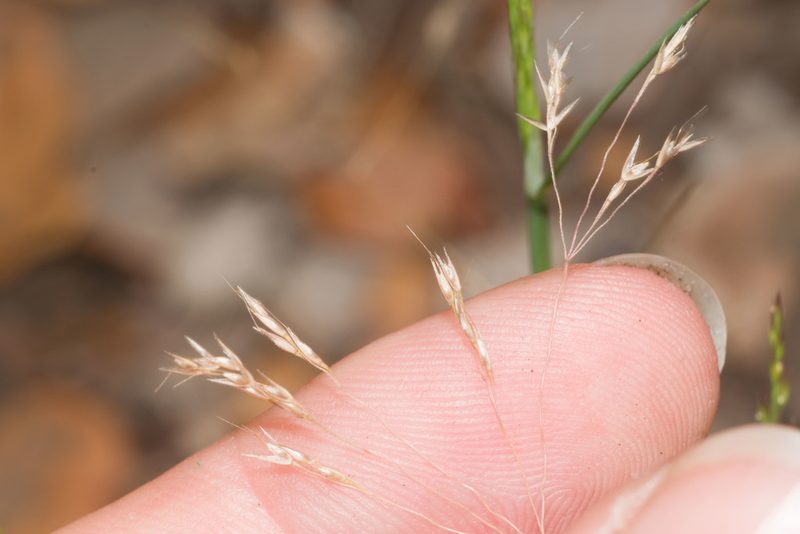 Lachnagrostis filiformis, photographed by Kevin Faccenda