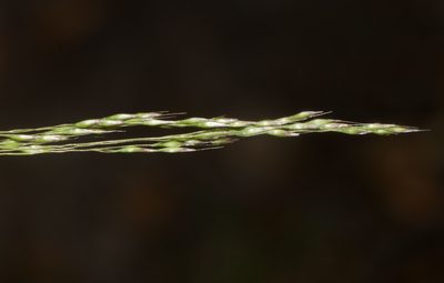 Lachnagrostis filiformis, photographed by Kevin Faccenda