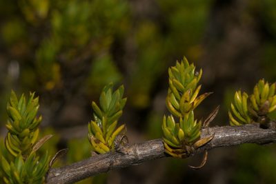 Coprosma ernodeoides, photographed by Kevin Faccenda