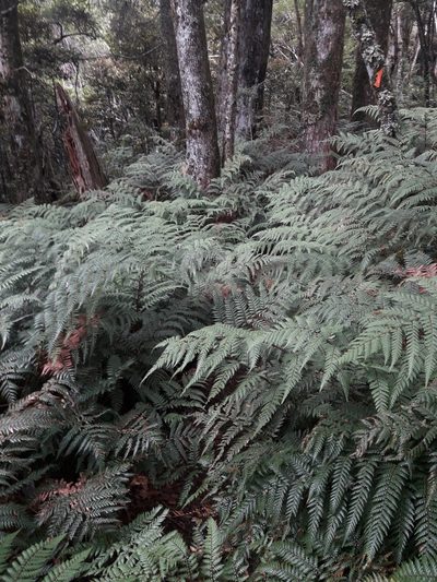 Dicksonia lanata, photographed by naturewatchwidow