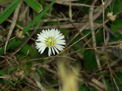 Lagenophora pumila, photographed by naturewatchwidow