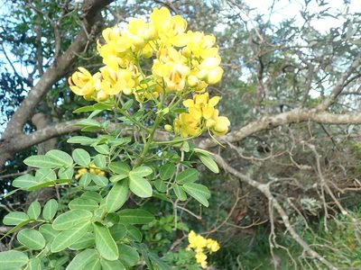 Senna pendula, photographed by Will Cornwell