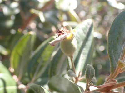Rhodomyrtus tomentosa, photographed by luluchouette