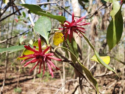 Illicium floridanum, photographed by Jody Shugart