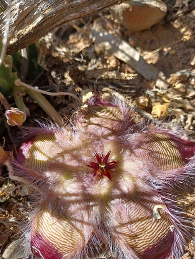 Stapelia hirsuta, photographed by Danie Palm