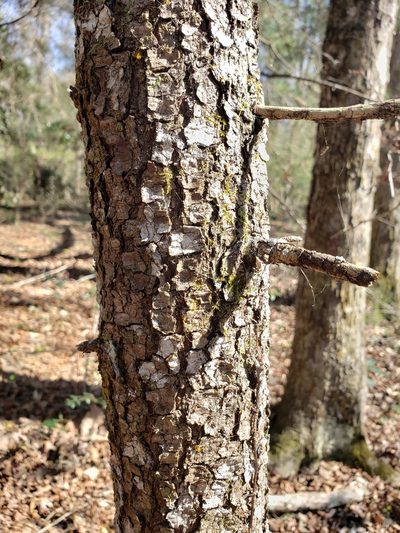 Pinus glabra, photographed by Jody Shugart