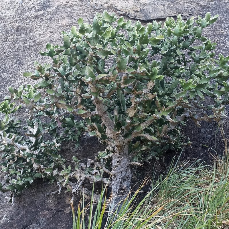 Euphorbia tortilis, photographed by Paulmathi Vinod