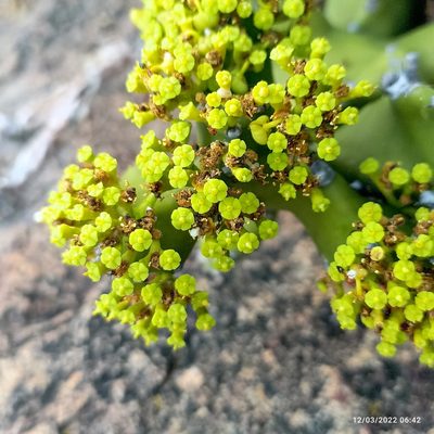 Euphorbia tortilis, photographed by Paulmathi Vinod