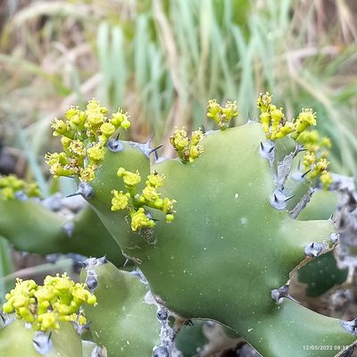 Euphorbia tortilis, photographed by Paulmathi Vinod