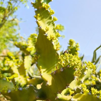 Euphorbia tortilis, photographed by Paulmathi Vinod