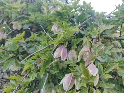Clematis cirrhosa, photographed by Davide Puddu