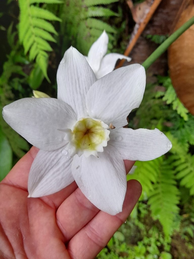 Urceolina amazonica, photographed by Dan Schofield