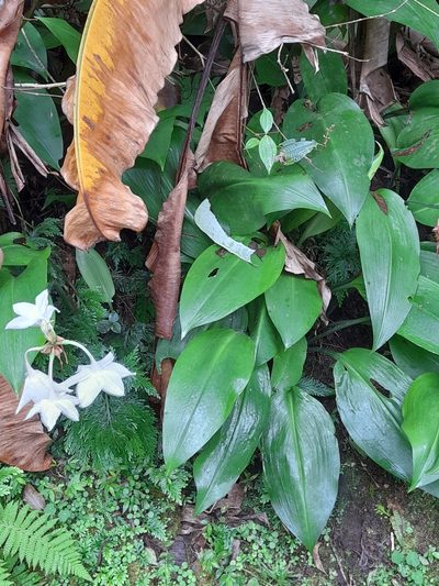 Urceolina amazonica, photographed by Dan Schofield