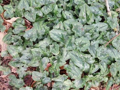 Cyclamen hederifolium, photographed by David Sankey