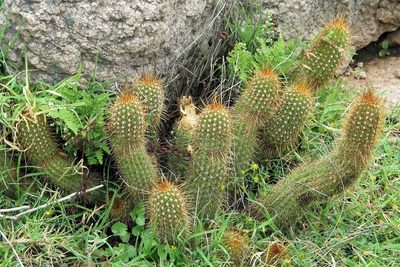 Soehrensia strigosa, photographed by Hugo Hulsberg