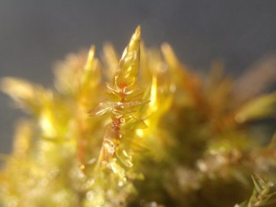 Calliergonella cuspidata, photographed by Michel Langeveld