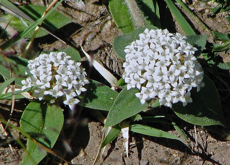 Mitracarpus megapotamicus, photographed by Hugo Hulsberg
