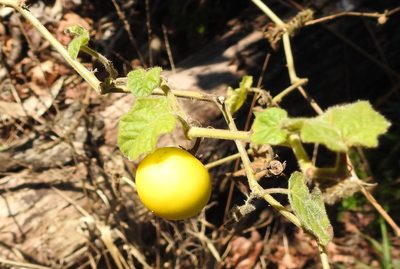 Solanum viarum, photographed by saltyhiker