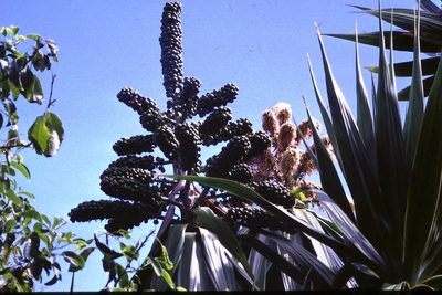 Dracaena concinna, photographed by Simon Tonge
