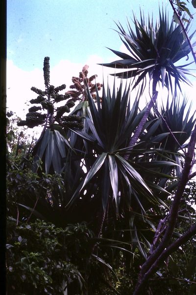 Dracaena concinna, photographed by Simon Tonge