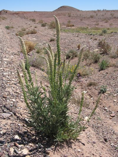 Reseda villosa, photographed by Santiago Martín-Bravo
