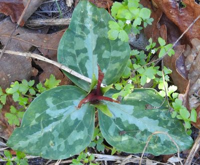 Trillium underwoodii, photographed by saltyhiker