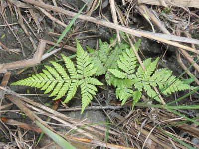 Ctenitis subglandulosa