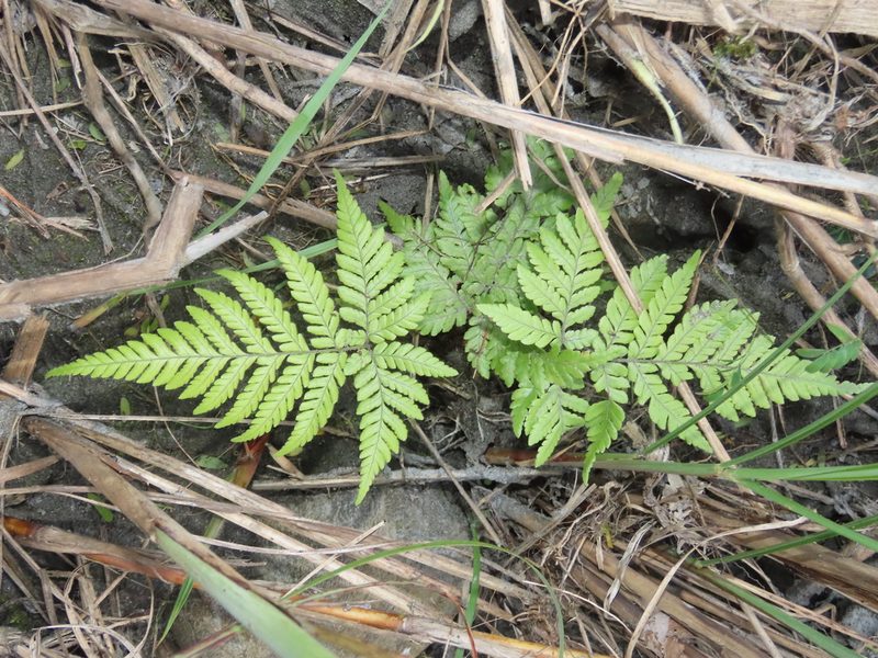 Ctenitis subglandulosa, photographed by chiuluan