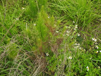 Artemisia capillaris, photographed by Yi-fan翊凡