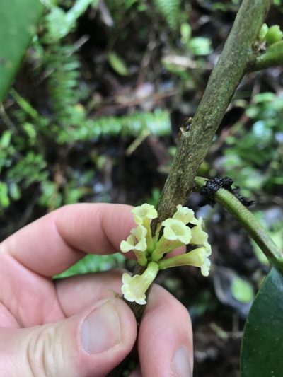 Cestrum macrophyllum, photographed by Bryan Connolly