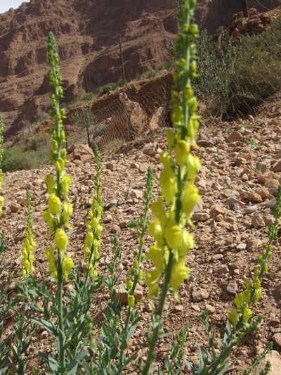 Linaria ventricosa, photographed by Santiago Martín-Bravo