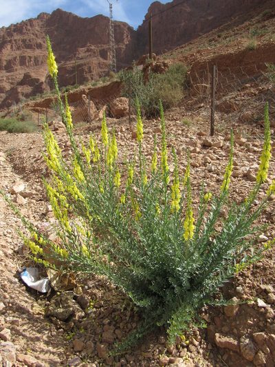 Linaria ventricosa, photographed by Santiago Martín-Bravo