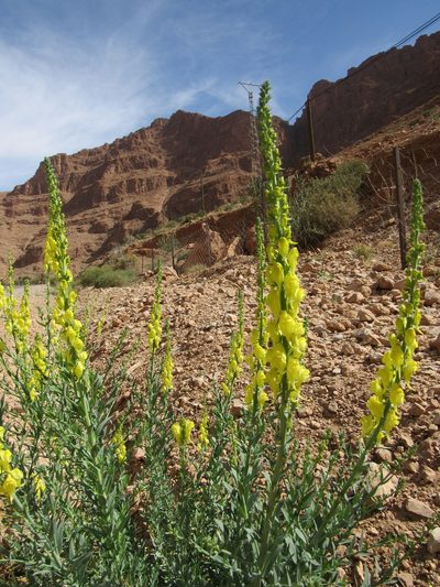 Linaria ventricosa, photographed by Santiago Martín-Bravo