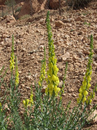 Linaria ventricosa, photographed by Santiago Martín-Bravo