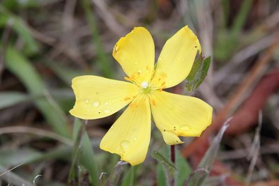 Crocanthemum carolinianum, photographed by Lauren McLaurin