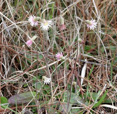 Chaptalia tomentosa, photographed by Lauren McLaurin