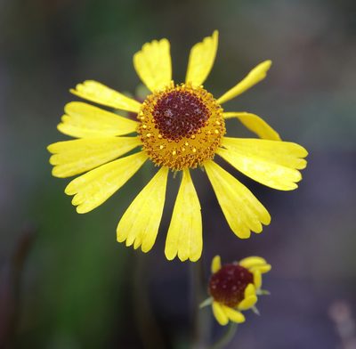 Helenium brevifolium, photographed by Lauren McLaurin