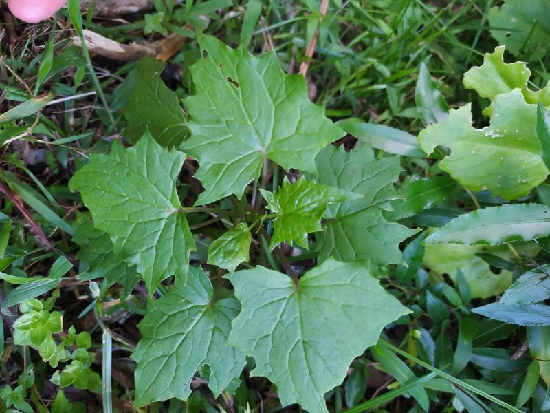 Senecio tamoides, photographed by Jonathan Whitaker