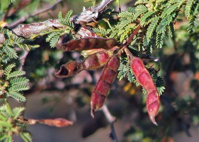 Mimosa farinosa, photographed by Hugo Hulsberg