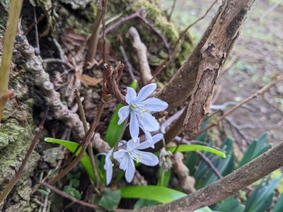 Scilla mischtschenkoana, photographed by joshuadaly