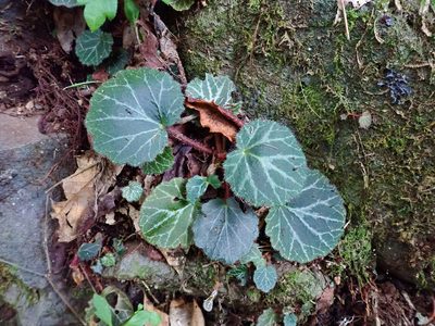 Saxifraga stolonifera, photographed by Thibaud Aronson