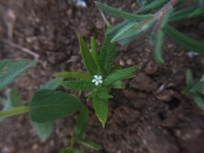 Catharanthus pusillus, photographed by Swarochi Tathagath