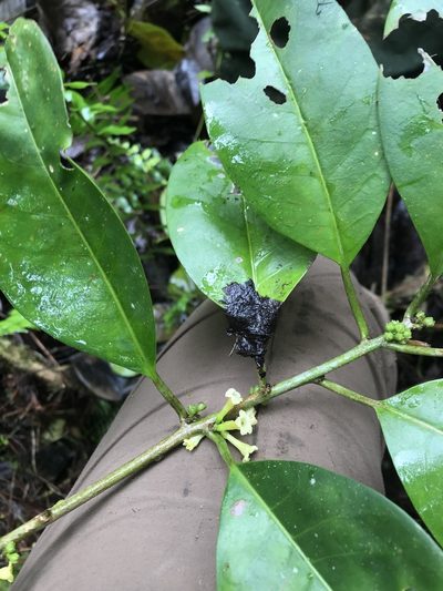 Cestrum macrophyllum, photographed by Bryan Connolly