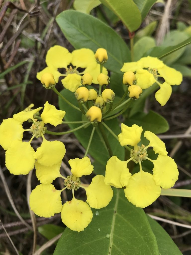 Stigmaphyllon floribundum, photographed by Bryan Connolly