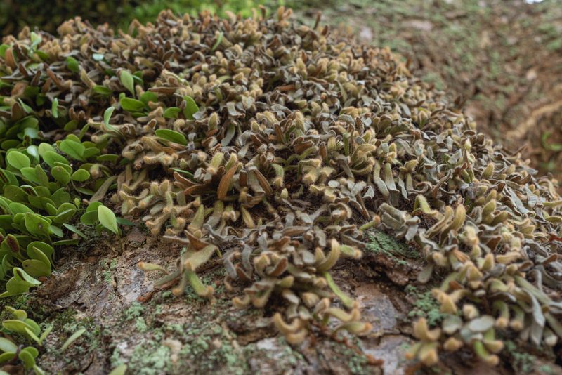 Pyrrosia linearifolia, photographed by 國立臺灣博物館